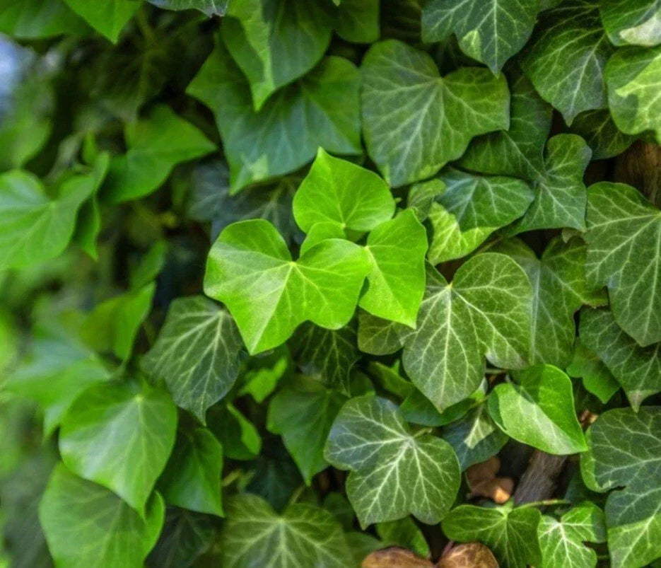 English Ivy Cuttings - 15 Unrooted Hedera helix Climbing Vine for Privacy & Indoor/Outdoor Decor