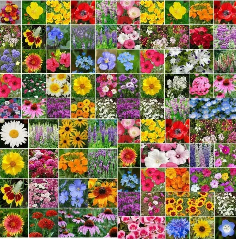 Wildflower Seed Mix Bulk Pack – 5000 Non-GMO Seeds for Pollinator Gardens & Meadow Landscaping