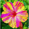 Four O'Clock Seeds - Mirabilis jalapa, Color Changing Flowers, Annual Garden Planting, Multi-Color Blooms, USA Garden Seeds