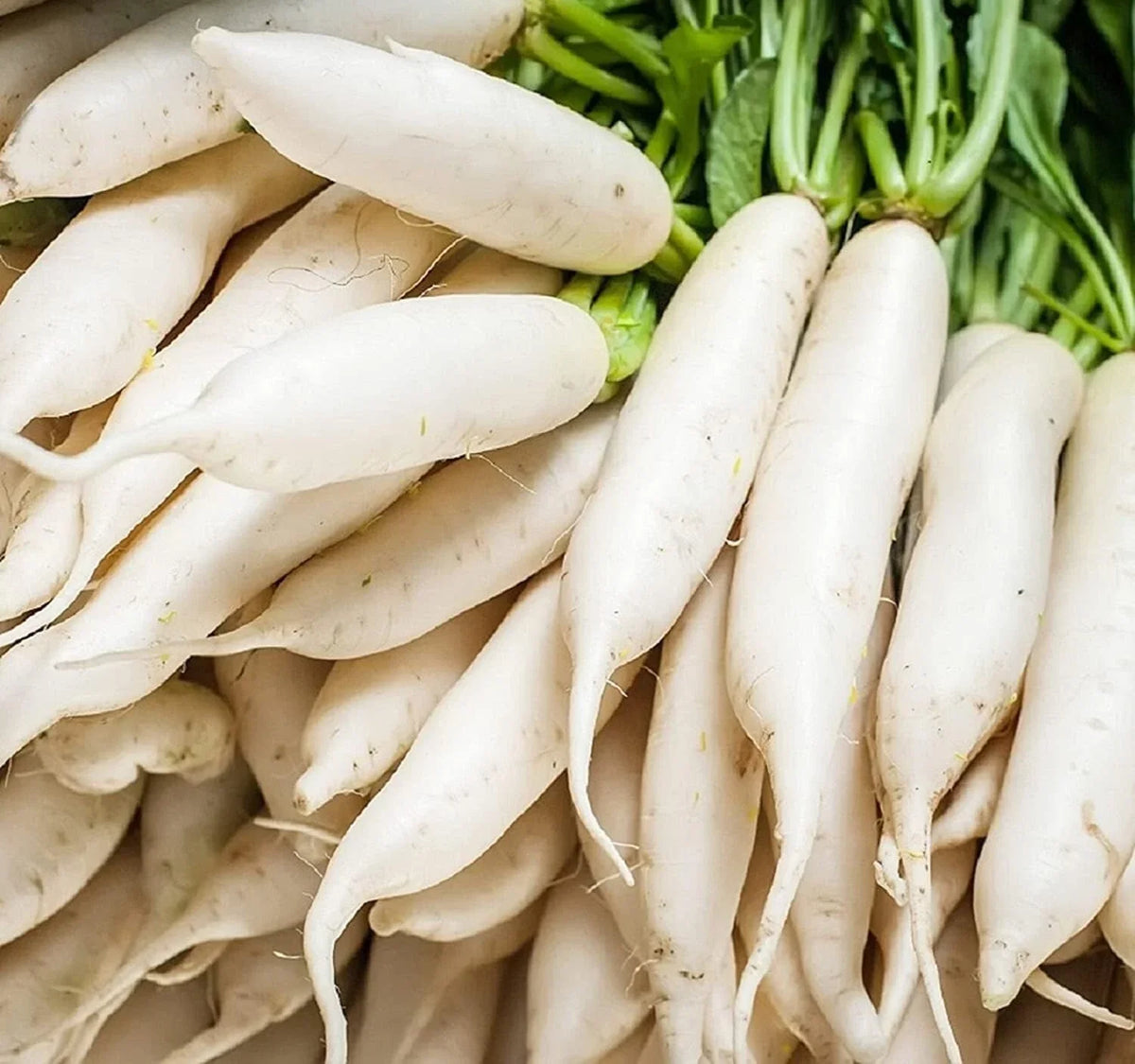 Japanese Daikon Radish Seeds - 100 Heirloom Non-GMO Raphanus sativus var. longipinnatus Seeds for Planting