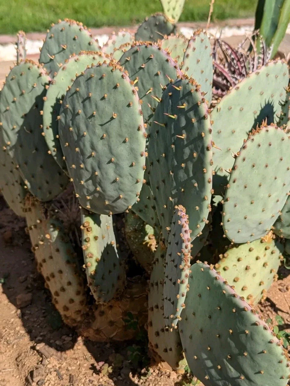 Purple Prickly Pear Cactus Pad, Opuntia violacea, Fresh Cut, Drought-Resistant, Indoor Outdoor Plant