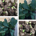 12 Live Colocasia Esculenta Elephant Ear Taro Bulbs for Planting, Tropical Foliage, Water Gardens, Shaded Areas