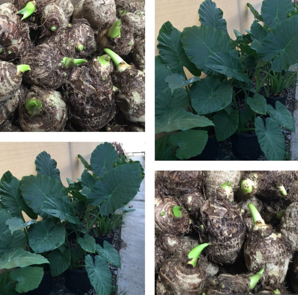 12 Live Colocasia Esculenta Elephant Ear Taro Bulbs for Planting, Tropical Foliage, Water Gardens, Shaded Areas