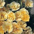 California Poppy Seeds, Buttermilk Double Pale Yellow, Eschscholzia californica, 25 Seeds for Planting
