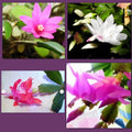 Holiday Cactus Succulent Cuttings Pink Schlumbergera for Christmas Easter Thanksgiving Indoor Plant