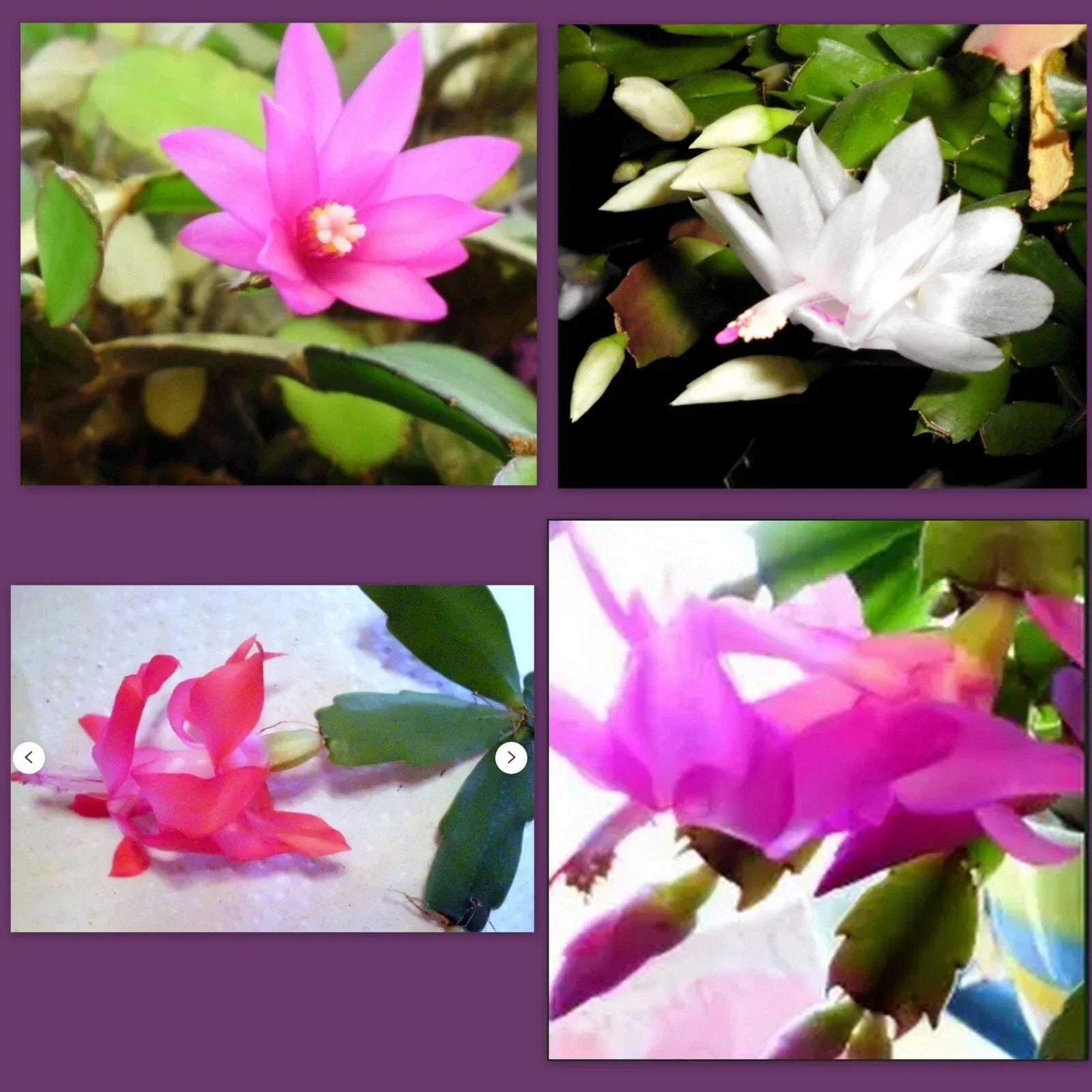 Holiday Cactus Succulent Cuttings Pink Schlumbergera for Christmas Easter Thanksgiving Indoor Plant
