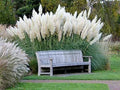 Giant White Pampas Grass Seeds - 1,000 Count - Ornamental Cortaderia selloana for Landscaping and Garden Decor