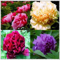 Peony Seeds - 10 Pack Mixed Color Flower Garden Plants - Paeonia spp. Exotic Blooms for Outdoor Garden