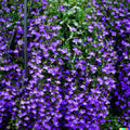 Purple Trailing Lobelia Flower Seeds - 600+ Count, Ground Cover & Basket Plant, Lobelia erinus, Annual, Purple Flowers