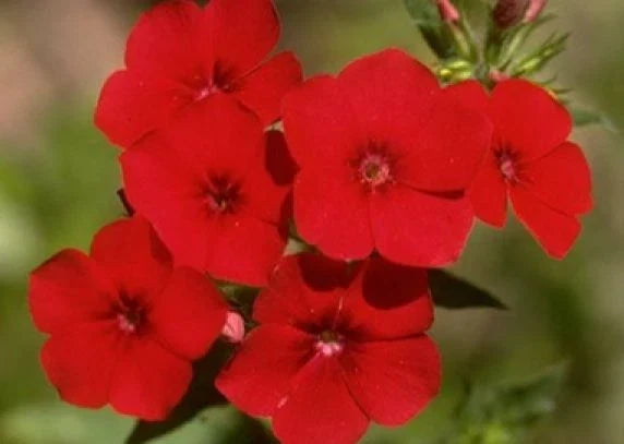 Phlox Annual Seeds - Red Flower Seeds for Gardens & Beds - Phlox drummondii - 50 Fresh Seeds