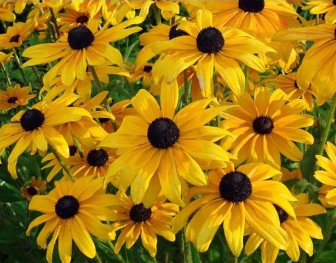 Black Eyed Susan Flower Seeds - Organic Rudbeckia hirta Heirloom Seeds for Gardens & Pollinators, 100++ Seeds