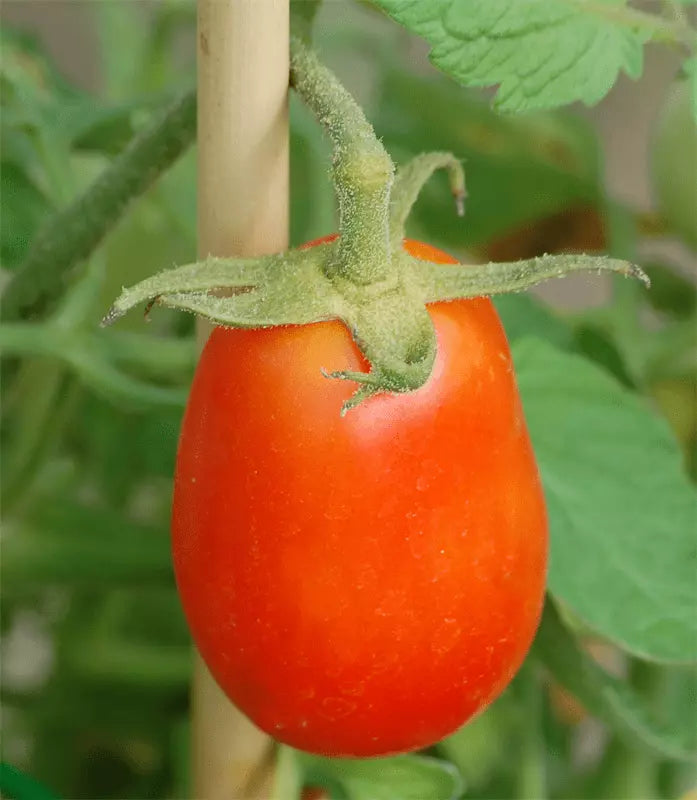 Roma Tomato Live Starter Plants Set of 2 – Heirloom, Pesticide-Free, Solanum lycopersicum, 4+ Inches