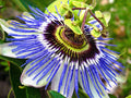 Hardy Blue Crown Passion Flower Starter Plant | Passiflora caerulea with Vibrant Blue Flowers