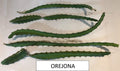 Dragon Fruit Cutting - Orejona Variety - Hylocereus polyrhizus - Exotic Tropical Fruit Plant for Home Garden