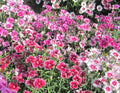 Sweet William Seeds - Large Flowered Mix, Fragrant Dianthus barbatus, Non-GMO, 500 Seeds for Borders, Containers & Cut Flowers
