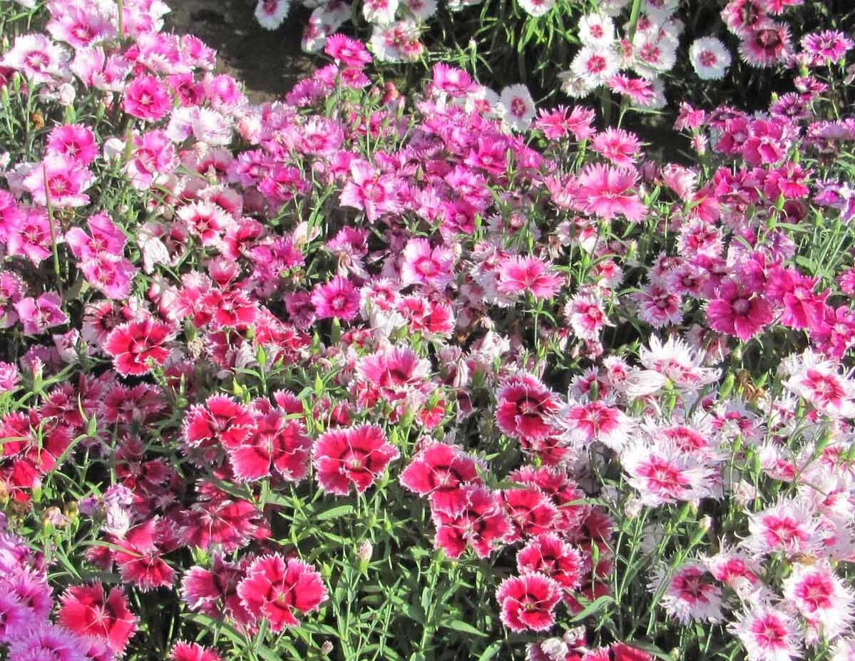 Sweet William Seeds - Large Flowered Mix, Fragrant Dianthus barbatus, Non-GMO, 500 Seeds for Borders, Containers & Cut Flowers
