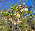 Elliott's Blueberry Seeds 25 Pack | Native Florida Ecotype Vaccinium elliottii for Garden, Wildlife & Berries