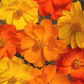 Cosmos Seeds - 200+ Sulphur Bright Lights - Flower Garden Seeds - Cosmos sulphureus - Annual, Full Sun, Easy to Grow