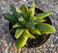 Haworthia Turgida Var. Longibracteata Succulent 4" Potted Plant with Transparent Tips Rare Indoor Plant