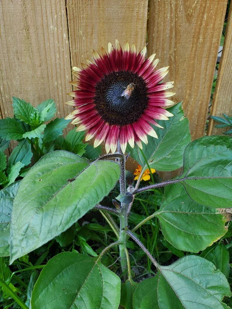Organic Dwarf Sunflower Seeds - Ms. Mars Pink, 10 Pack, Helianthus annuus, Compact, Pink Blooms, Non-GMO, USA Grown