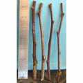 Sour Jujube Rootstock Tree Thin Cutting for Grafting Ziziphus jujuba Plant, 4" Scion Wood