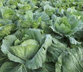 Organic Heirloom Collard Greens Seeds - Morris Heading Variety, Non-GMO, Full Sun, Brassica oleracea