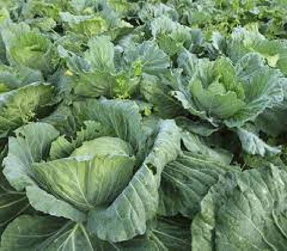 Organic Heirloom Collard Greens Seeds - Morris Heading Variety, Non-GMO, Full Sun, Brassica oleracea