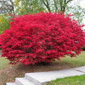 Burning Bush Plant Bare Root 4+ Inches Euonymus alatus, Fall Foliage, Drought Tolerant, Ready to Plant