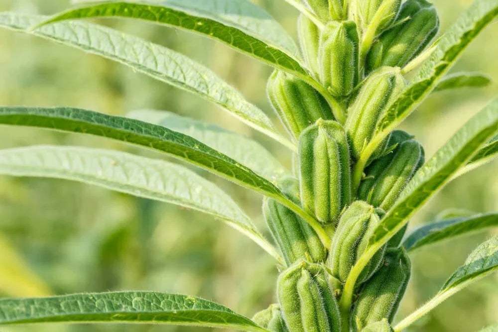 Sesame Seeds for Planting - High Oil Content, Attracts Game Birds, Sesamum indicum, Gardening Seeds