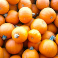 Mini Orange Pumpkin Seeds – Cucurbita pepo, Bush, Untreated, Organic, Small Round Pumpkins for Decoration & Gardening