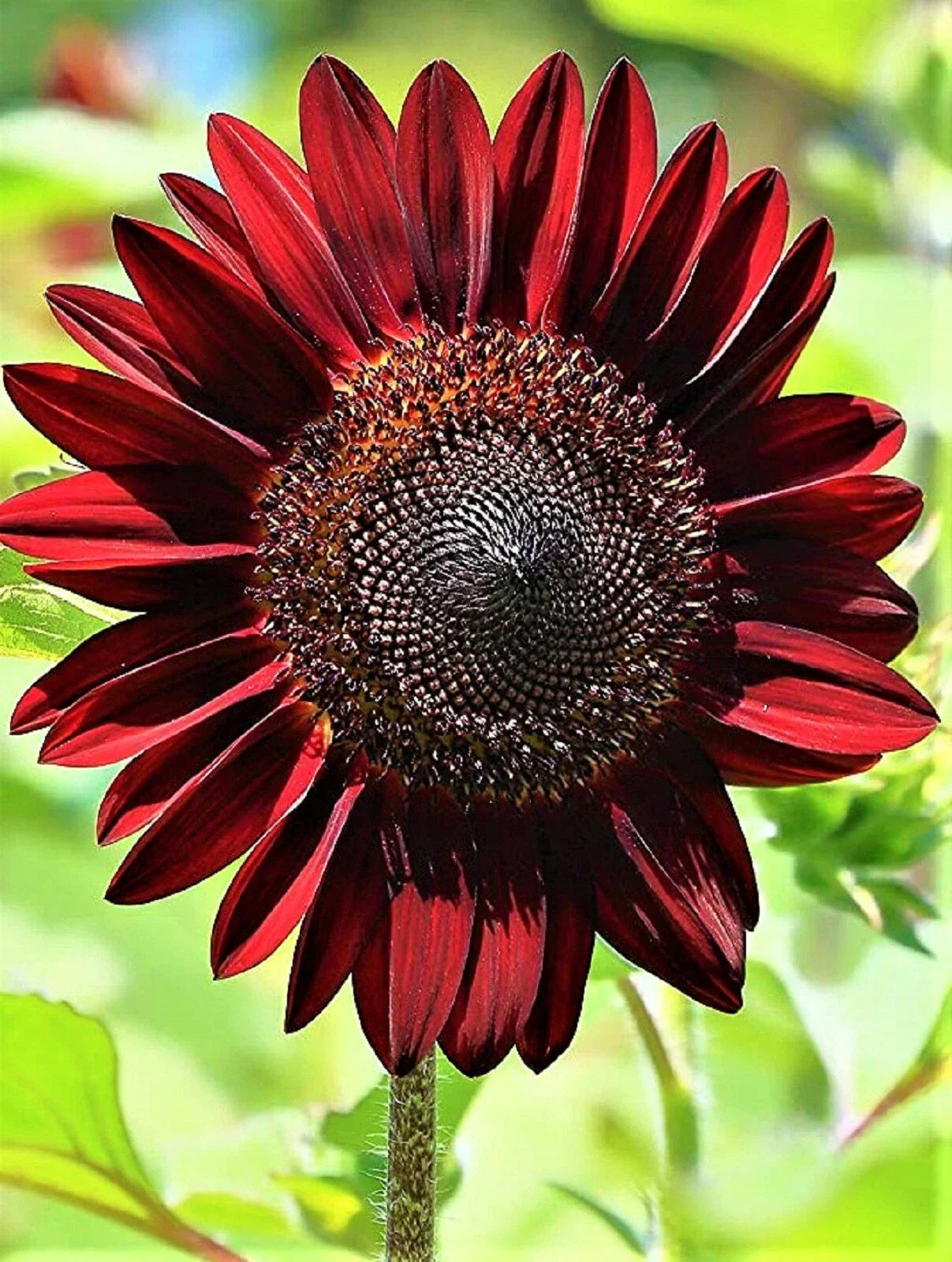 Chocolate Cherry Sunflower Seeds – Over 40 Helianthus annuus Seeds for Garden, Cut Flowers & Pollinator Attracting