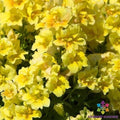 Snapdragon Seeds - 1000+ Twinny Yellow Shades - Antirrhinum majus for Garden Planting, Borders & Containers, USA Shipping