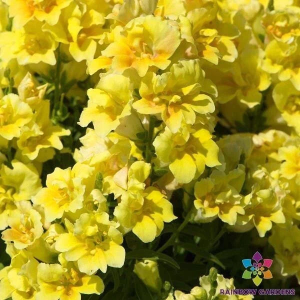 Snapdragon Seeds - 1000+ Twinny Yellow Shades - Antirrhinum majus for Garden Planting, Borders & Containers, USA Shipping