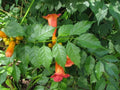 Orange Hummingbird Trumpet Creeper Plants - 3 Rooted Campsis radicans Vines for Gardens & Fences