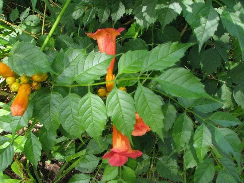Orange Hummingbird Trumpet Creeper Plants - 3 Rooted Campsis radicans Vines for Gardens & Fences