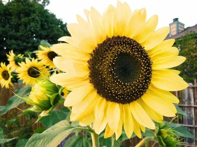 Lemon Queen Sunflower Seeds - Organic Pack of 50 - Helianthus annuus - Bright Yellow Blooms, Attract Pollinators, USA Grown