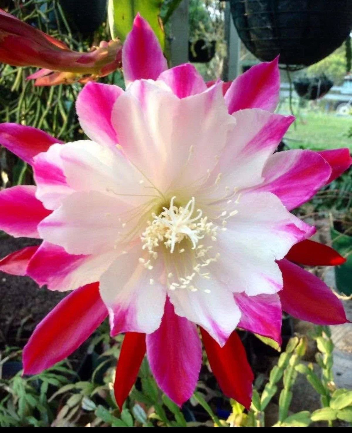 Epiphyllum Orchid Cuttings Starter Plant - Rooted Epiphyllum spp. for Indoor & Outdoor Gardening