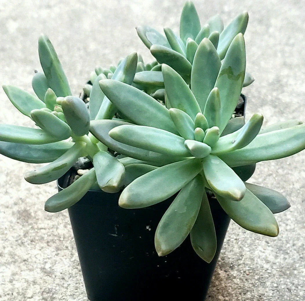Pachyveria Blue Pearl Succulent - 2.5" Diameter Live Plant for Indoor & Outdoor Drought Tolerant Decor