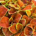 Coleus Seeds - Fairway Orange Variety for Garden, Container, and Border Planting - Coleus blumei, Vibrant Orange Foliage