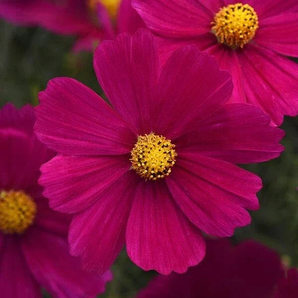 Cosmos Seeds - 200+ Sonata Carmine Flower Seeds for Garden, Borders, and Containers - Cosmos bipinnatus, Annual Plant