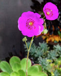 Rock Purslane Cuttings 3 Pack - 5" Unrooted Calandrinia spectabilis Drought Tolerant Succulent