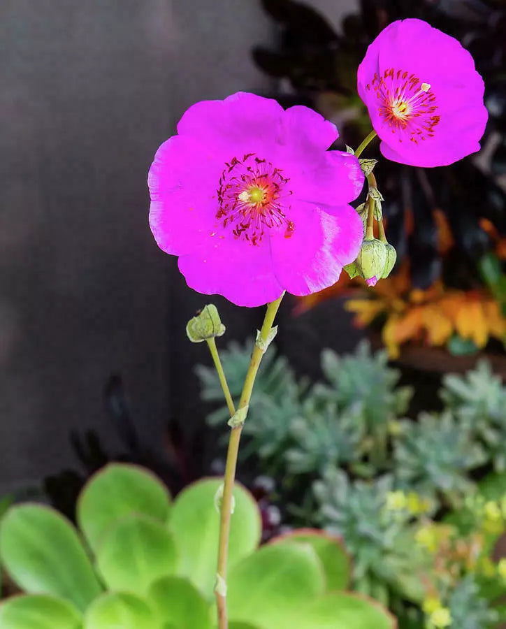 Rock Purslane Cuttings 3 Pack - 5" Unrooted Calandrinia spectabilis Drought Tolerant Succulent