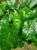 Philodendron Cutting 5-7" Burle Marx Indoor Plant Easy to Grow Tropical Green