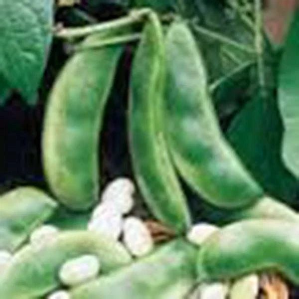 Lima Bean Seeds, Non-GMO Henderson Bush Variety, Phaseolus lunatus, 20+ Seeds for Home Garden, Easy to Grow, Tasty & Nutritious