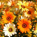 African Mix Daisy Seeds - 500+ Count - Arctotis spp. - Colorful Annual for Gardens, Borders, Containers
