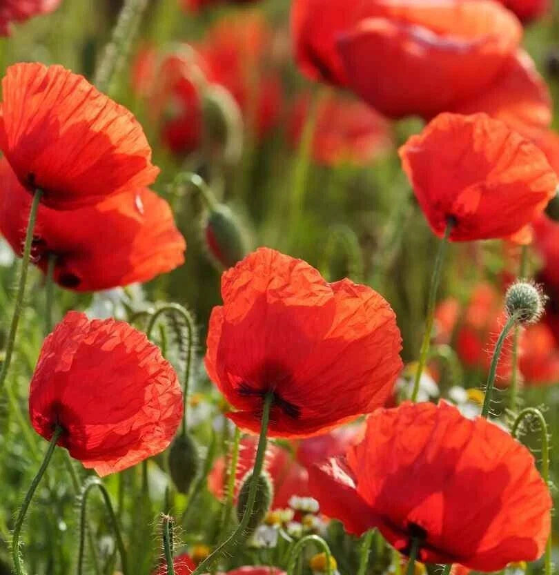 Red Corn Poppy Seeds - 2000+ Annual Flower, Flanders Field, Papaver rhoeas, Garden Planting, Wildflower, Bee & Butterfly Attractant