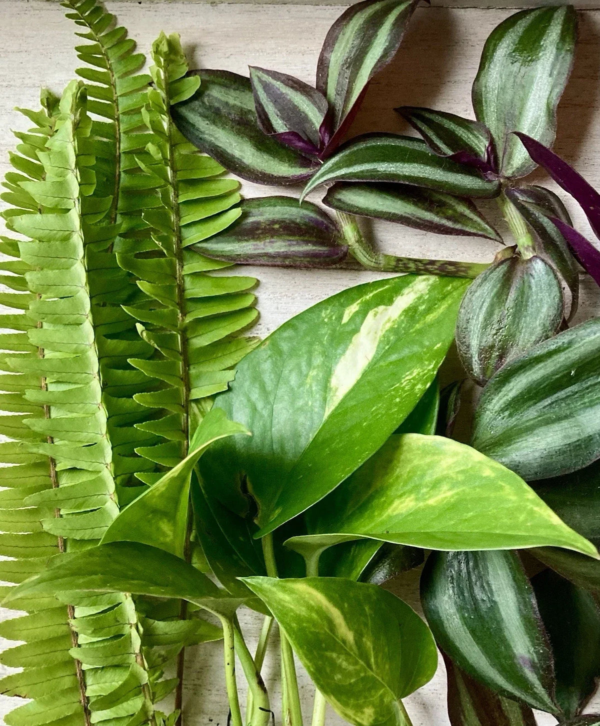 Live Rooted Plant Cuttings 15 Pack - Pothos, Ferns, Wandering Jew Indoor Plants