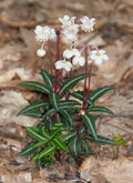 Spotted Wintergreen Bare Root Plant - Chimaphila maculata - Ground Cover Perennial for Shade Gardens