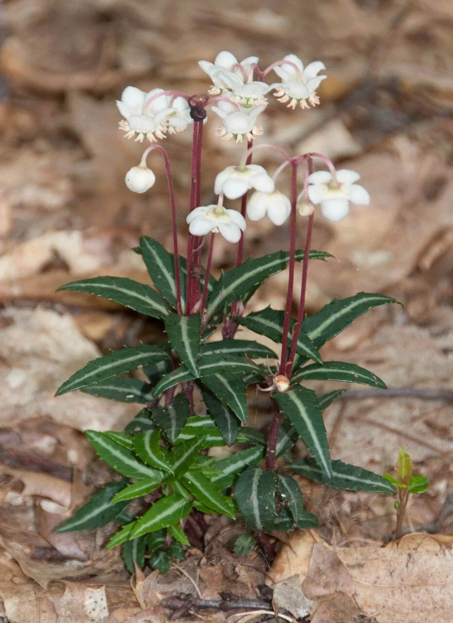 Spotted Wintergreen Bare Root Plant - Chimaphila maculata - Ground Cover Perennial for Shade Gardens