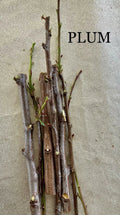 Plum Tree Cuttings for Rooting and Grafting – Prunus domestica – Deciduous Fruit Tree, 6-8 Inches